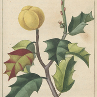 Mancenillier à feuilles de houx.