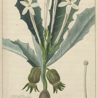 Lobélie à longues fleurs.