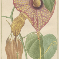 Aristoloche à grandes fleurs.
