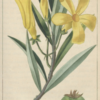 Aouhaï des antilles.