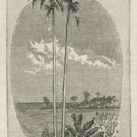 Palmiste