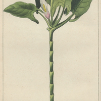 Gouet arborescent.