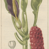 Gouet vénéneux.