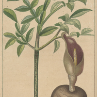 Draconte polyphylle.
