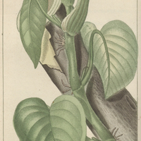 Gouët hedéracé.