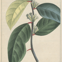 Cestreau venimeux.