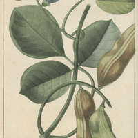 Dolic à feuilles obtuses.