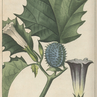Stramoine épineuse.