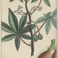 Médecinier manioc.