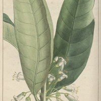 Belladone à feuilles de nicotiane.