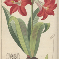 Amaryllis ecarlate.