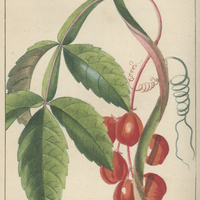 Paulinie ailée.