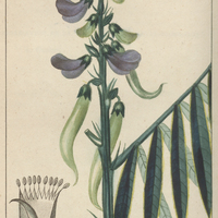Téphrose vénéneuse