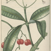Rauvolfe blanchâtre.