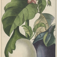 Morelle melongène.