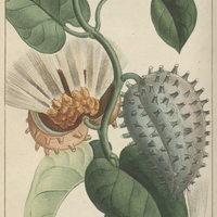 Apocin à fruit hérissé.