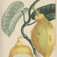 Apocin citron