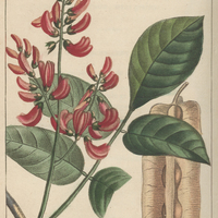 Bois-Ivrant érythrine.