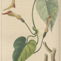 Aristoloche anguicide.