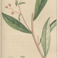 Eupatoire aya-pana