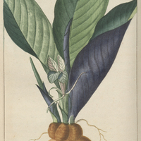 Zédoaire.
