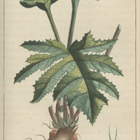 Dorstène contrayerva.