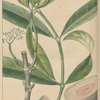 Hedwigie balsamifère.