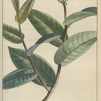 Houmiri baumier rouge.