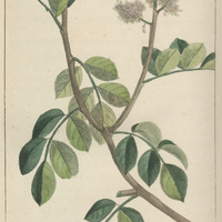 Balsamier bois de rose.