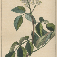 Balsamier élémifère.