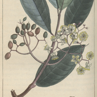 Myrte à feuilles de laurier.