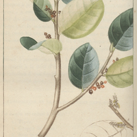 Antidèsme alexitère.