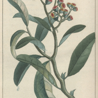 Conise odorante.