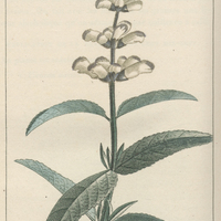 Sauge à fleurs blanches
