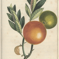 Oranger à feuilles de myrte.