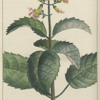 Collinsonie