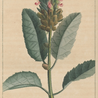 Germandrée renflée.