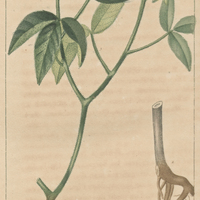 Monnière triphylle.