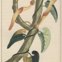 Aristoloche ponctuée.