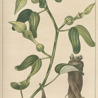 Aristoloche longue.