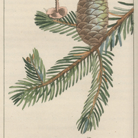 Sapin beaumier.