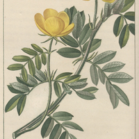 Tribule à grandes feuilles