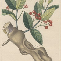 Myginde diurétique.