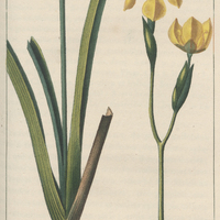 Iris de la Martinique