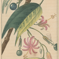 Passiflore en lyre.