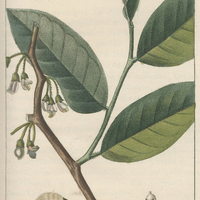 Ptérocarpe à feuilles veloutées.