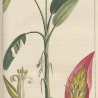 Bihaï des antilles.
