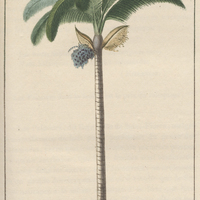 Palmiste à chou.