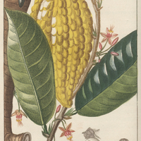 Cacaoyer cultivé.