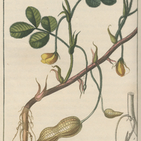 Arachide hypogée.